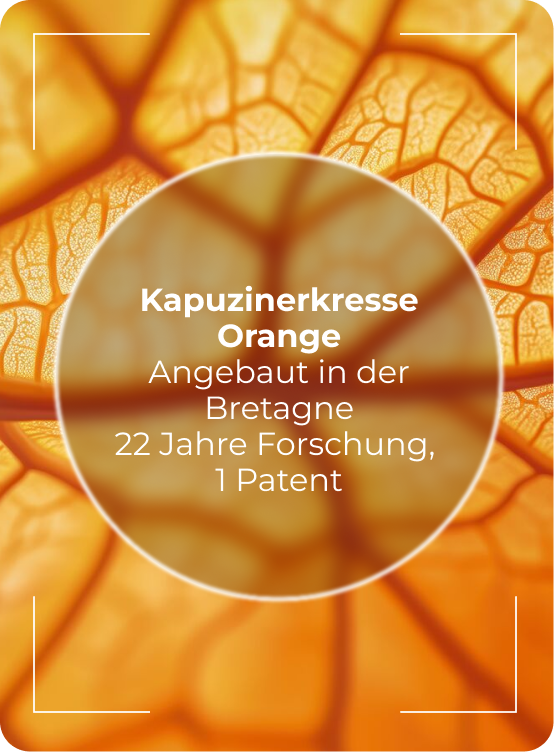 Zoom Kapuzinerkresse