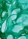 Bio Algen aus der Bretagne