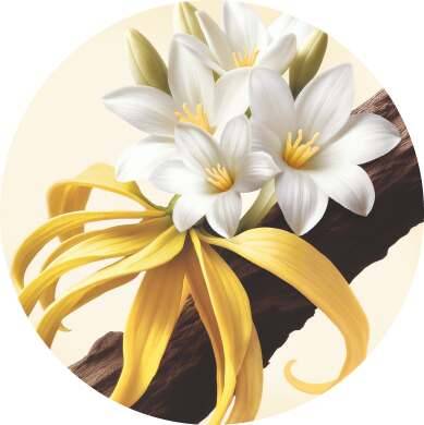 Tuberose, Ylang-Ylang, Sandelholz