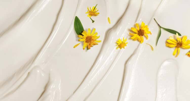 Schützende Arnika von unseren Feldern in Frankreich